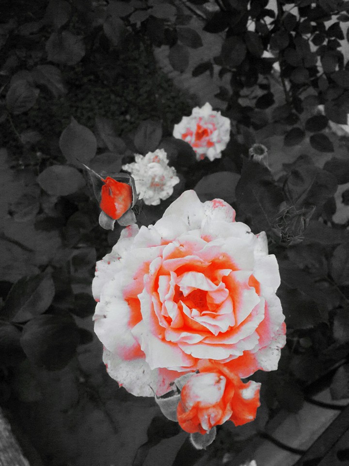 flores
