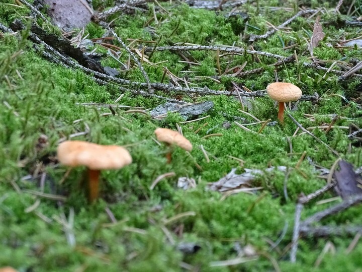mushrooms