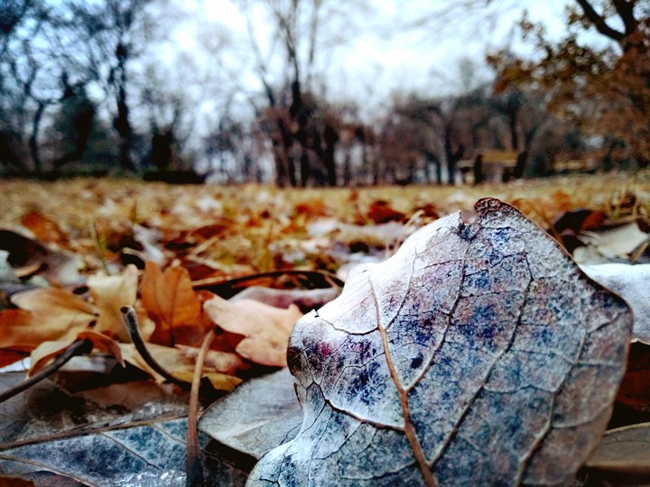 In the park. Autumn.