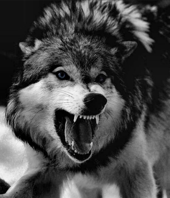 WİŁĐ ₩○lF