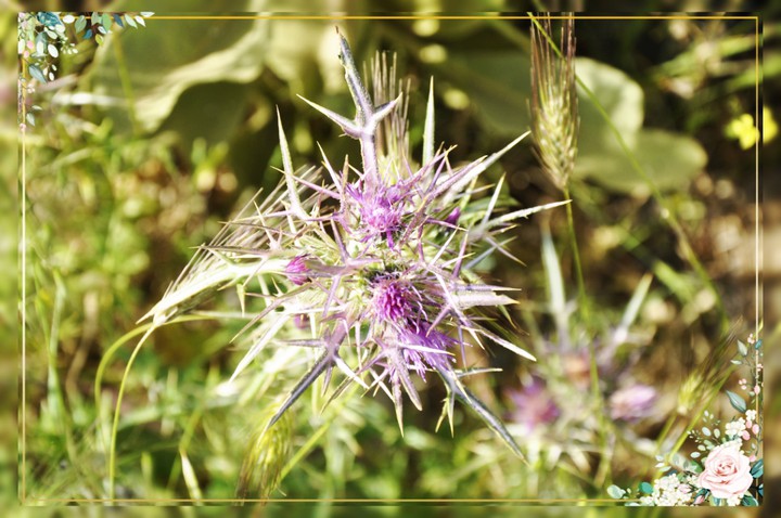 autumn thistle