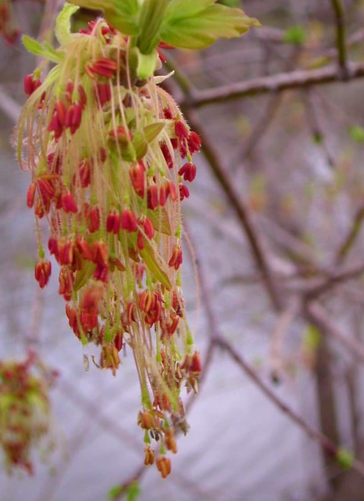 La nature au printemps