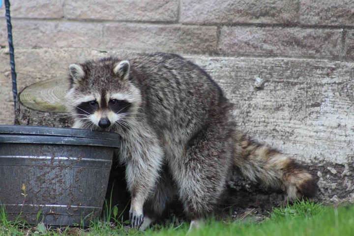 Raccoon