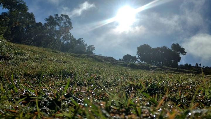 grass landscape