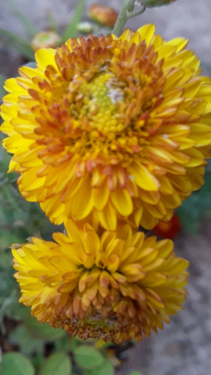 flower