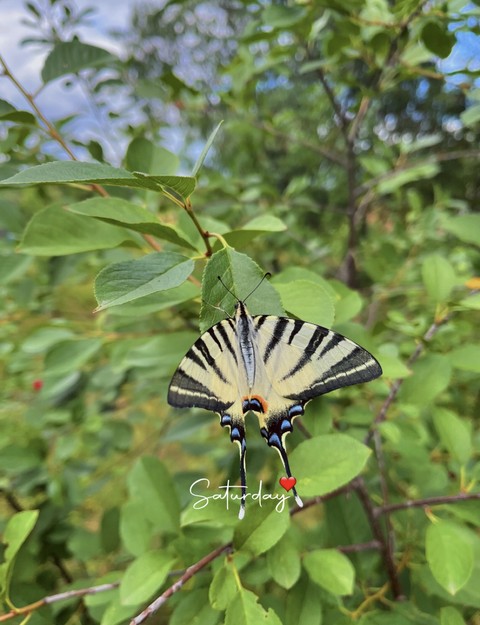 Insect, Butterfly, Pollinator
