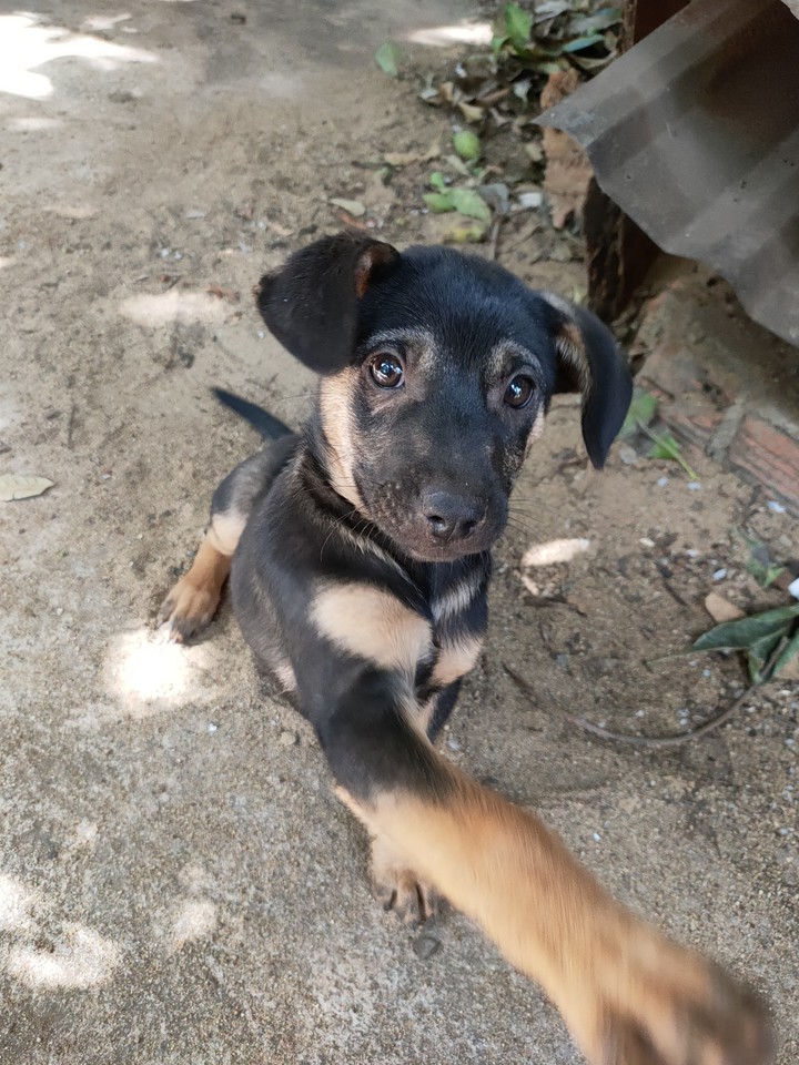 Puppy
