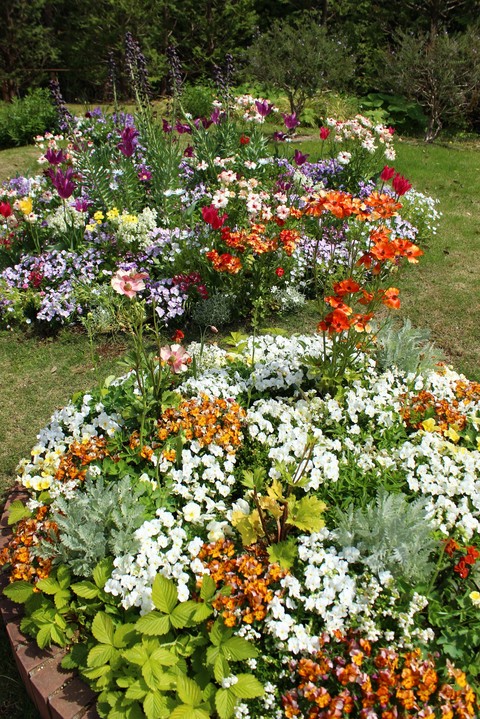 flower, Garden Hintergrundbilder