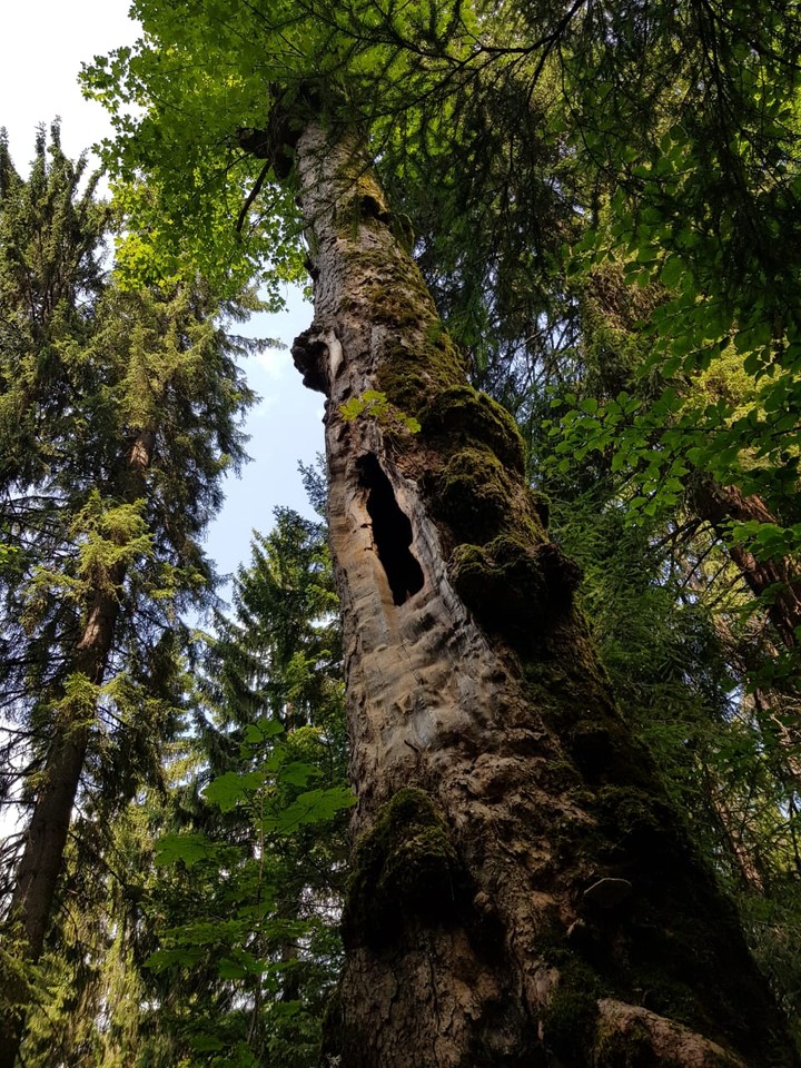 Forest
