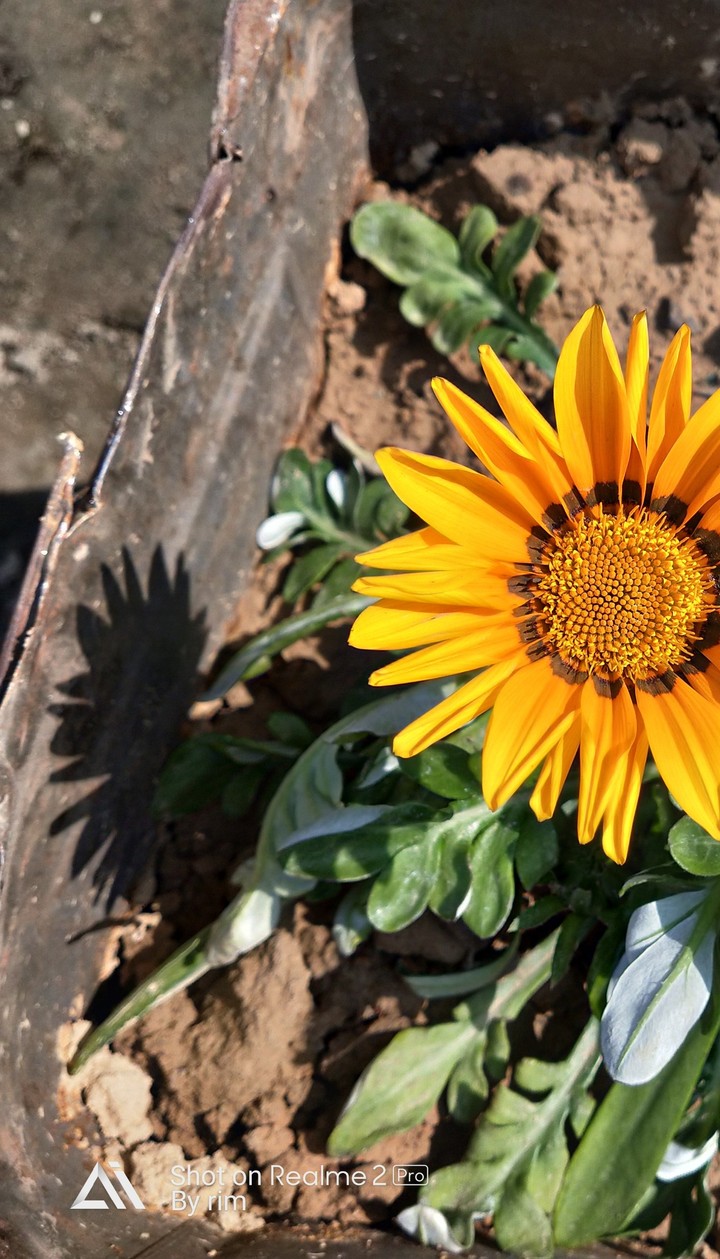 calendula