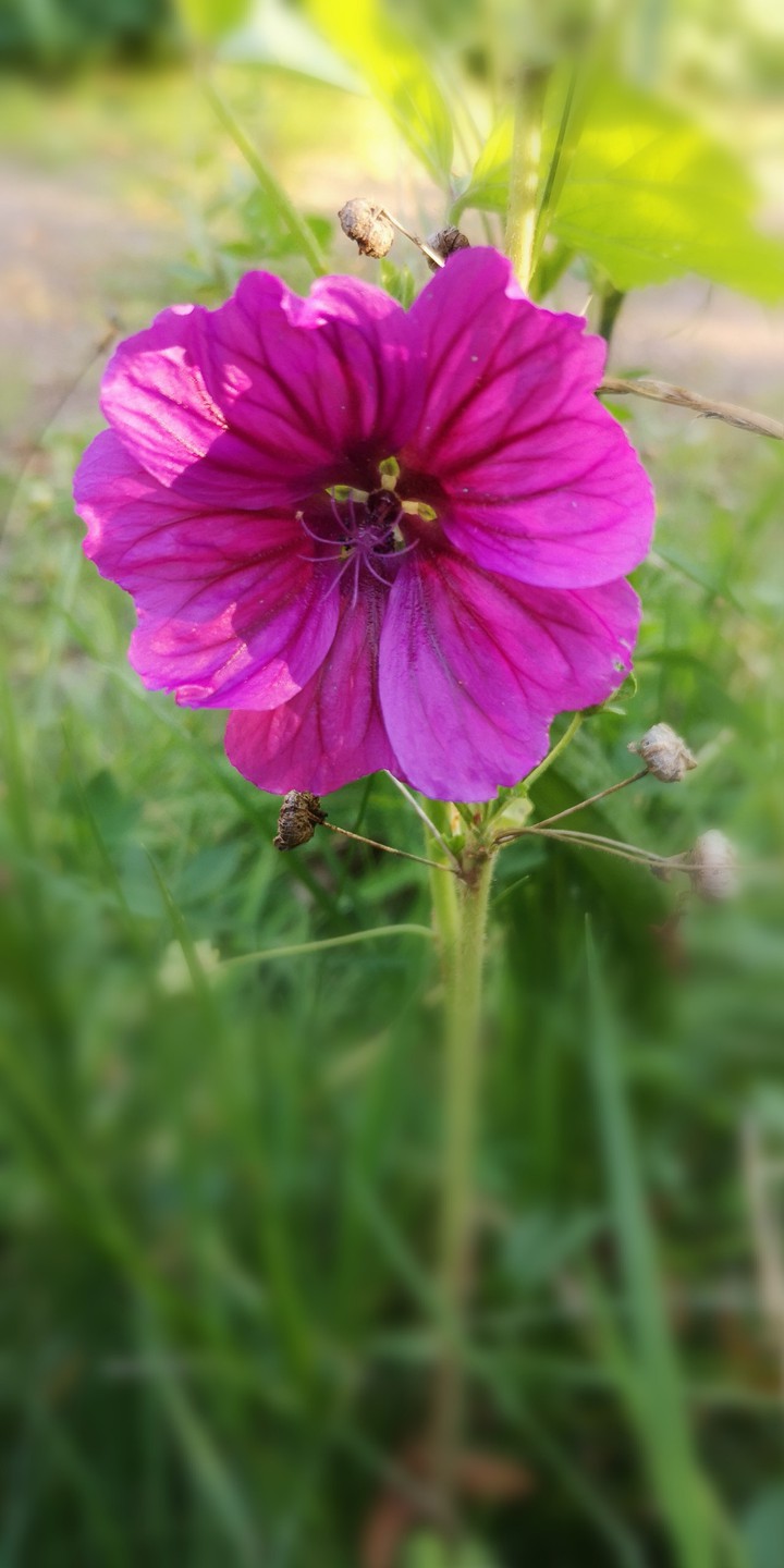 Pink Beauty