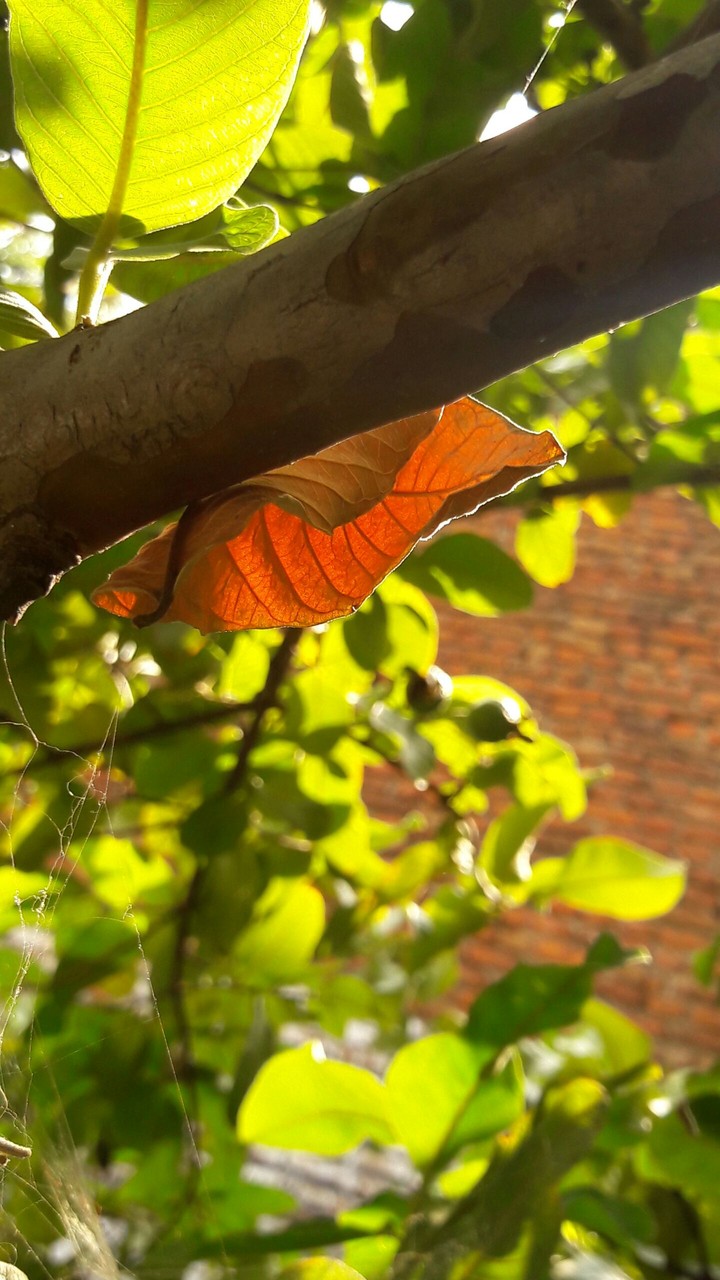 Orange leaf