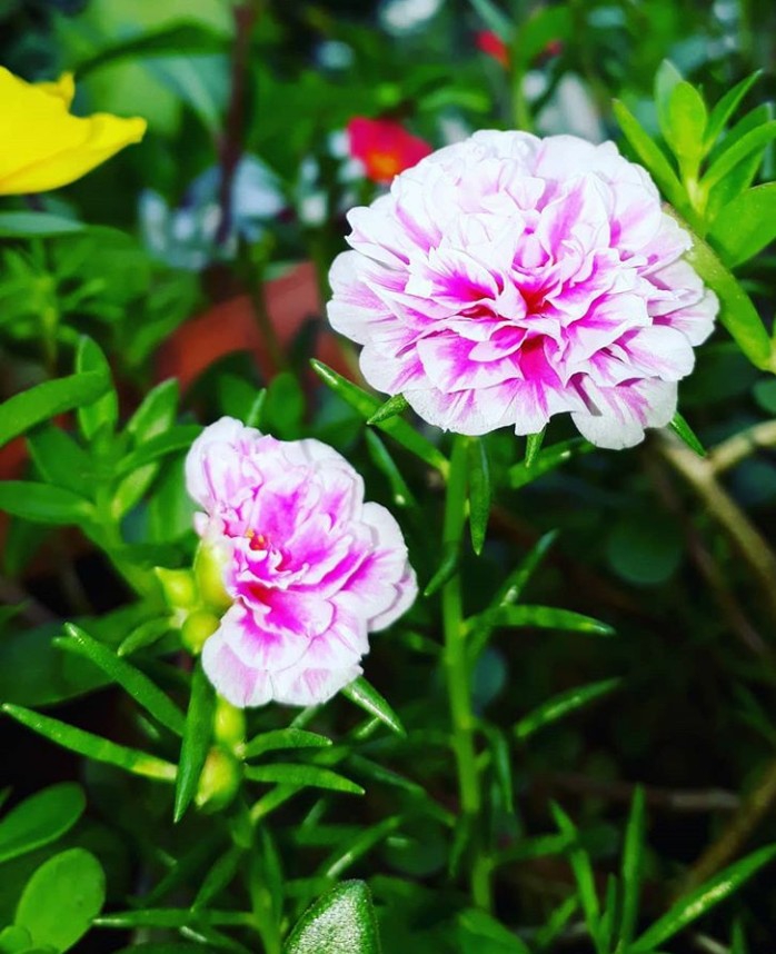 Purslane
