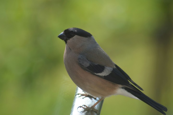 Bullfinch in the garden