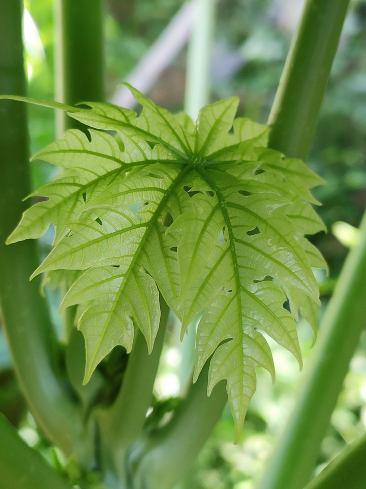 leaf