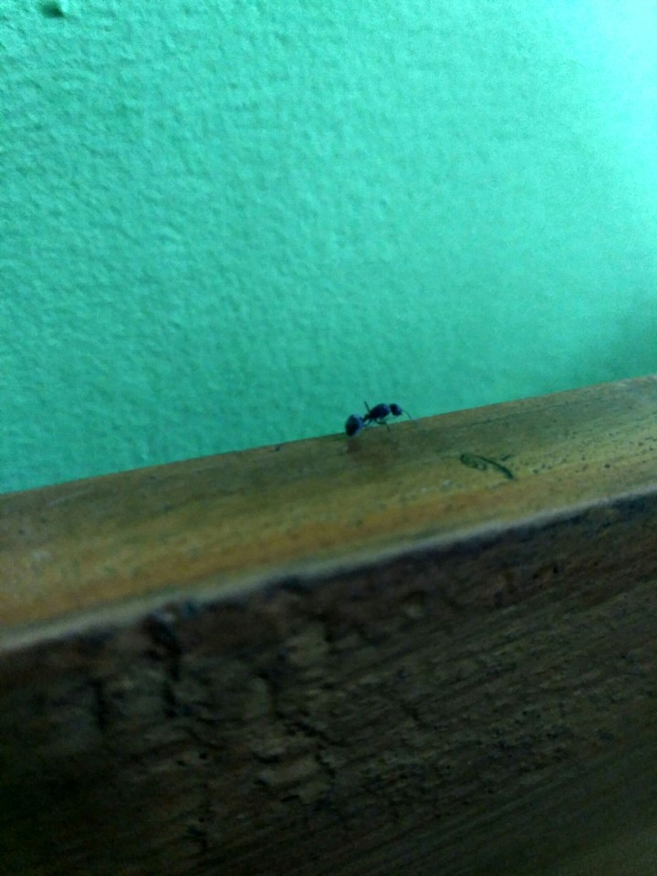 ant