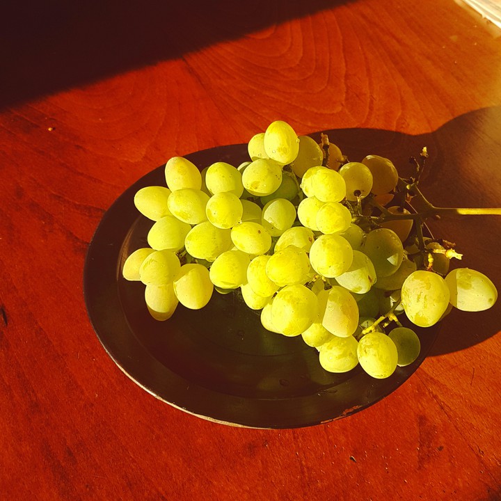 Georgian Grape TITA
