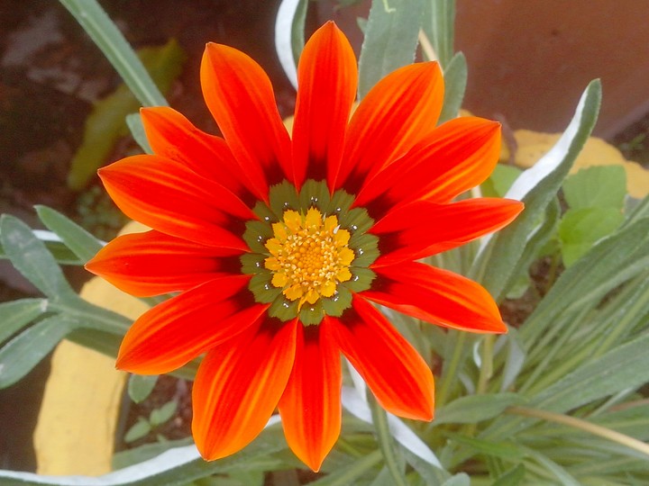 flower