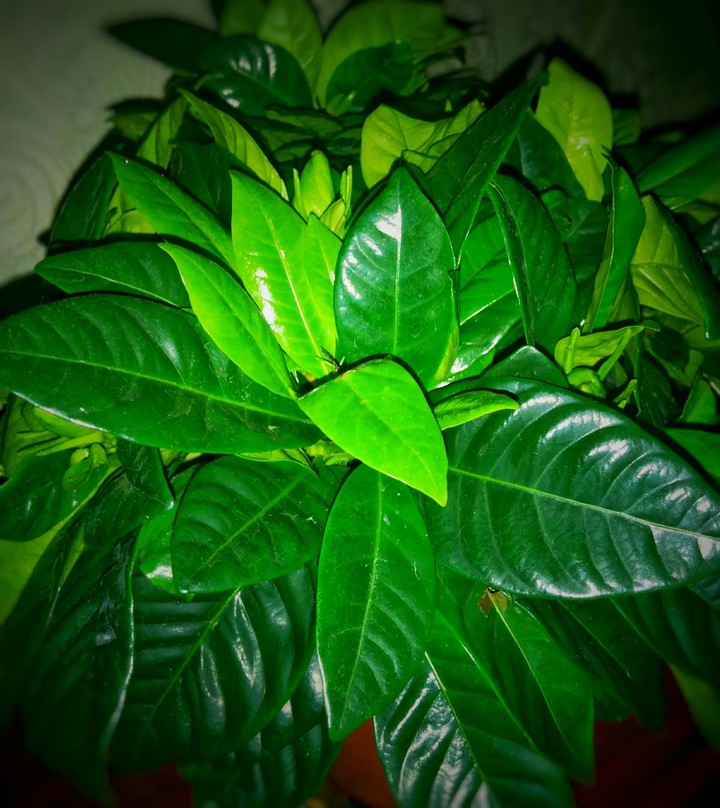 super green