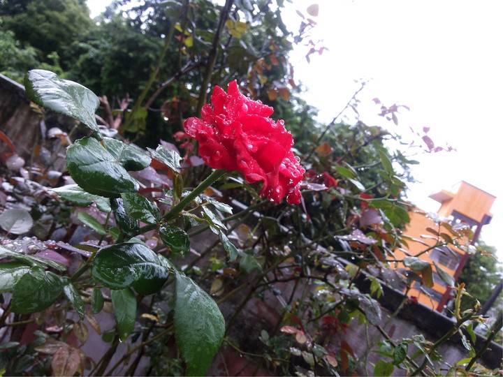 happy morning