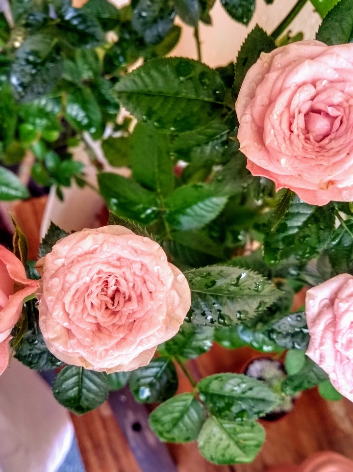 Rosa/Pink ???