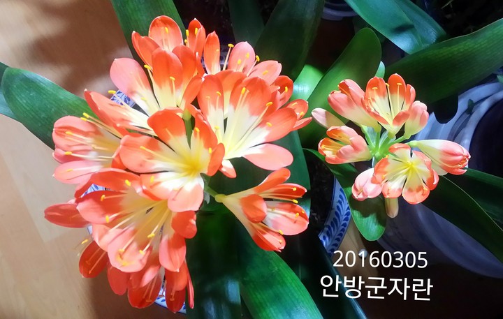 군자란