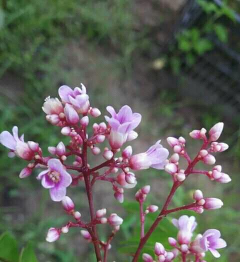 Beautiful flowers.
