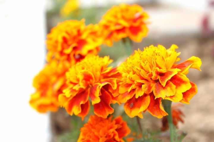 colourful flowers