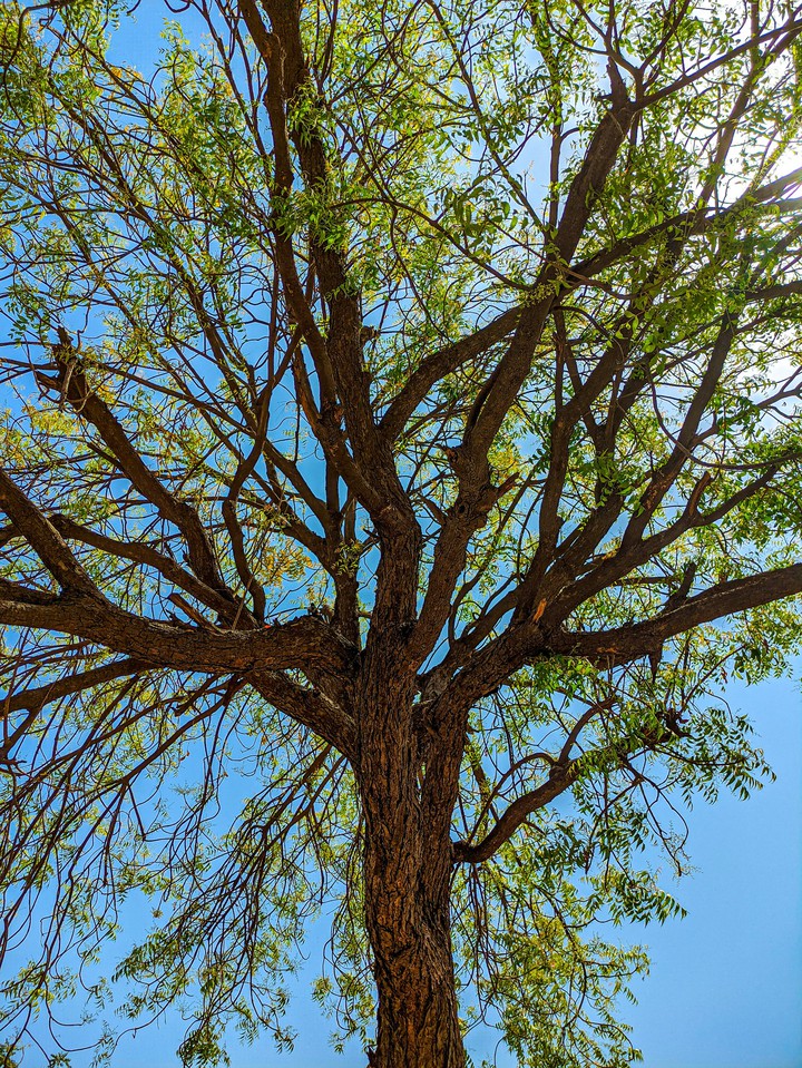 Tree Of Heaven