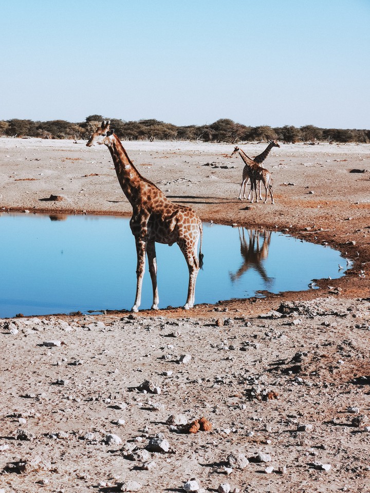 Giraffe