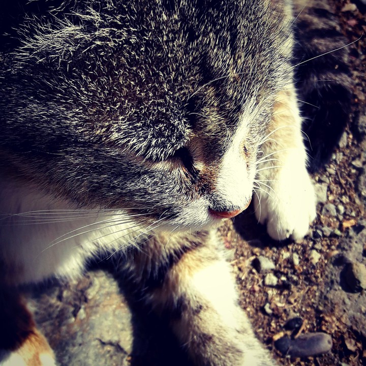 cat
