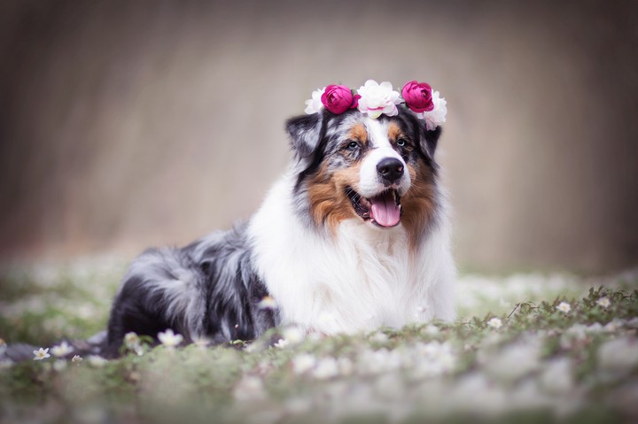dog