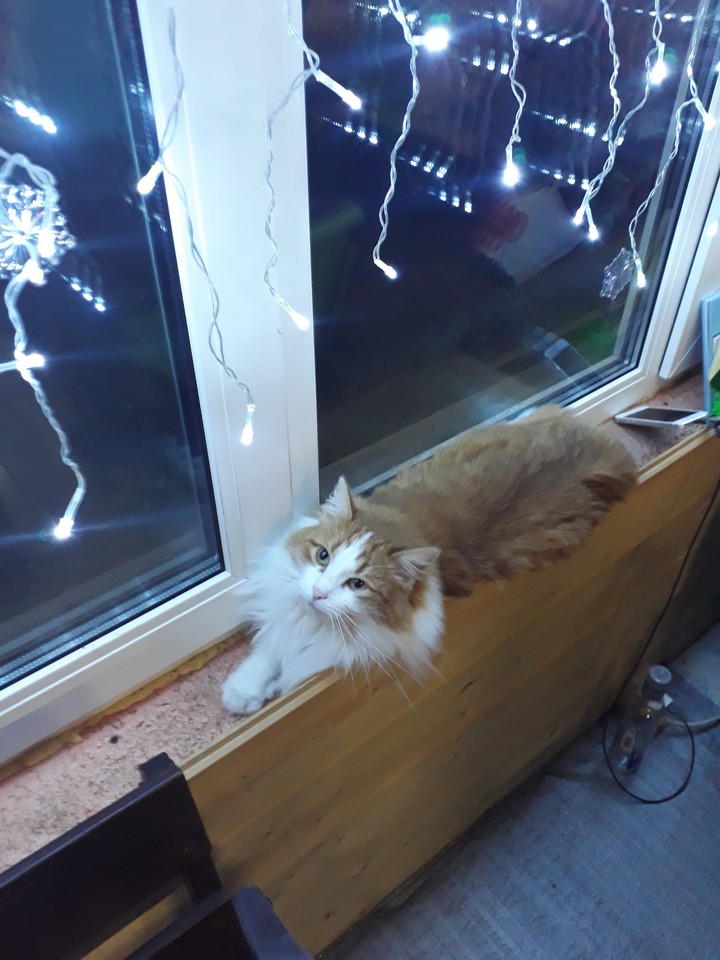 Magic cat