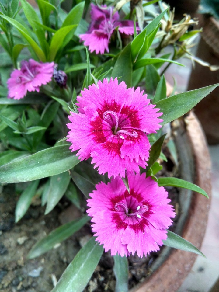 flowers
