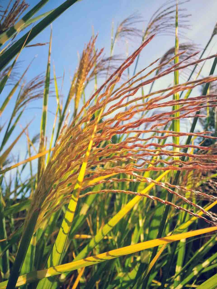 grass