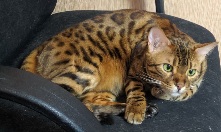 cat