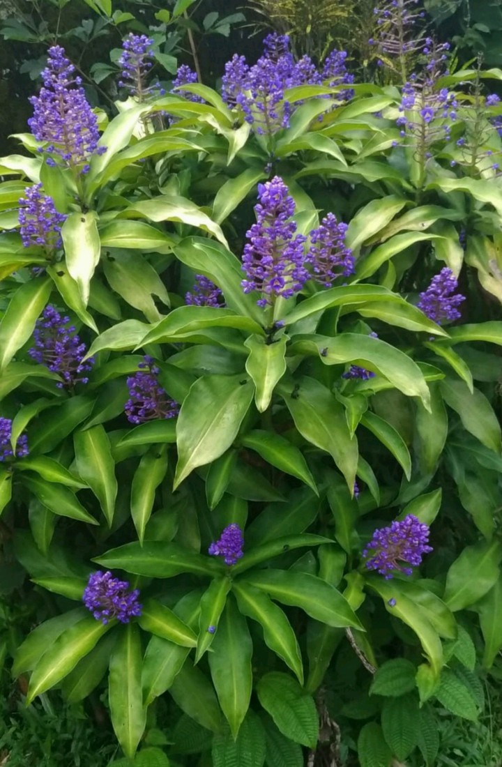 gengibre azul ?