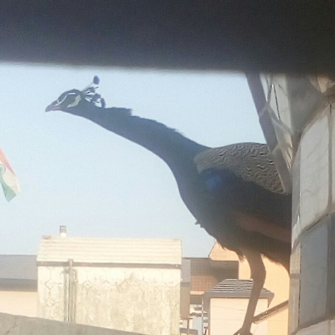 peacock