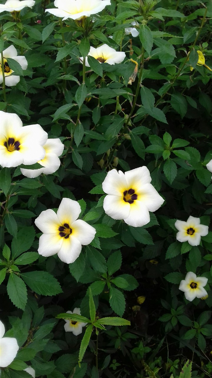 beauty flowers