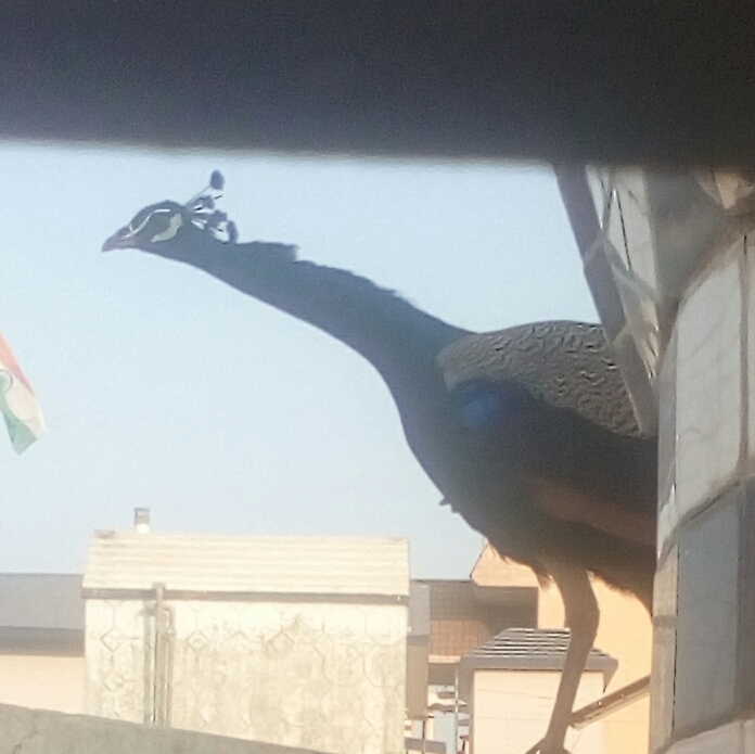 peacock