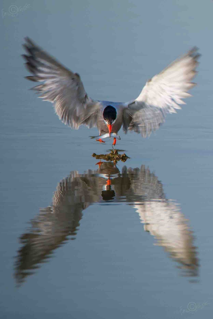 landing