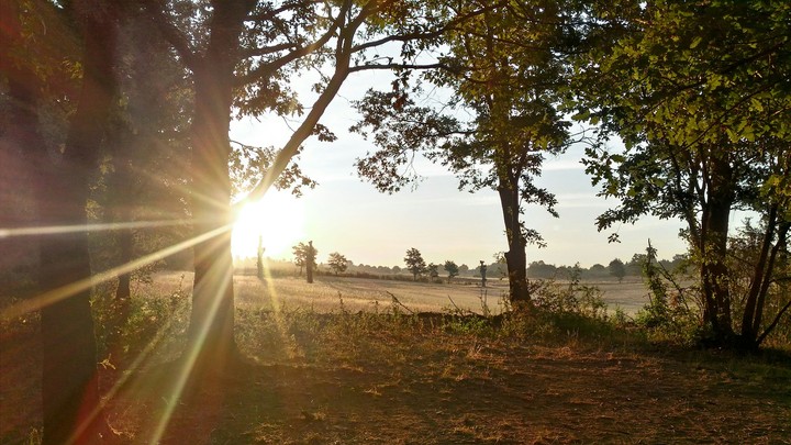 sunshine behind a tree