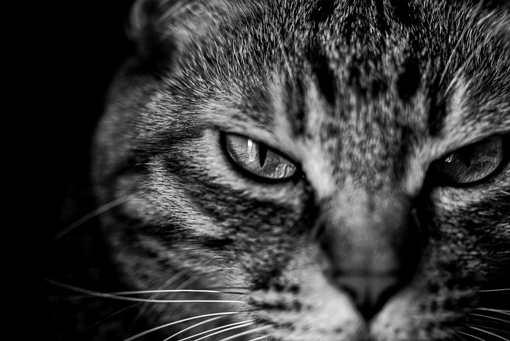 cat