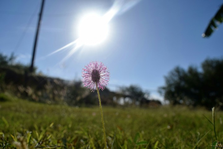 little flower