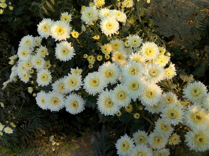 Nature