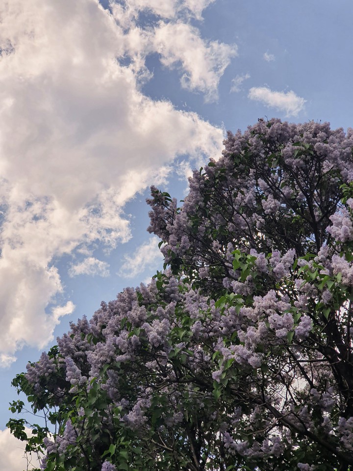Lilac♡
