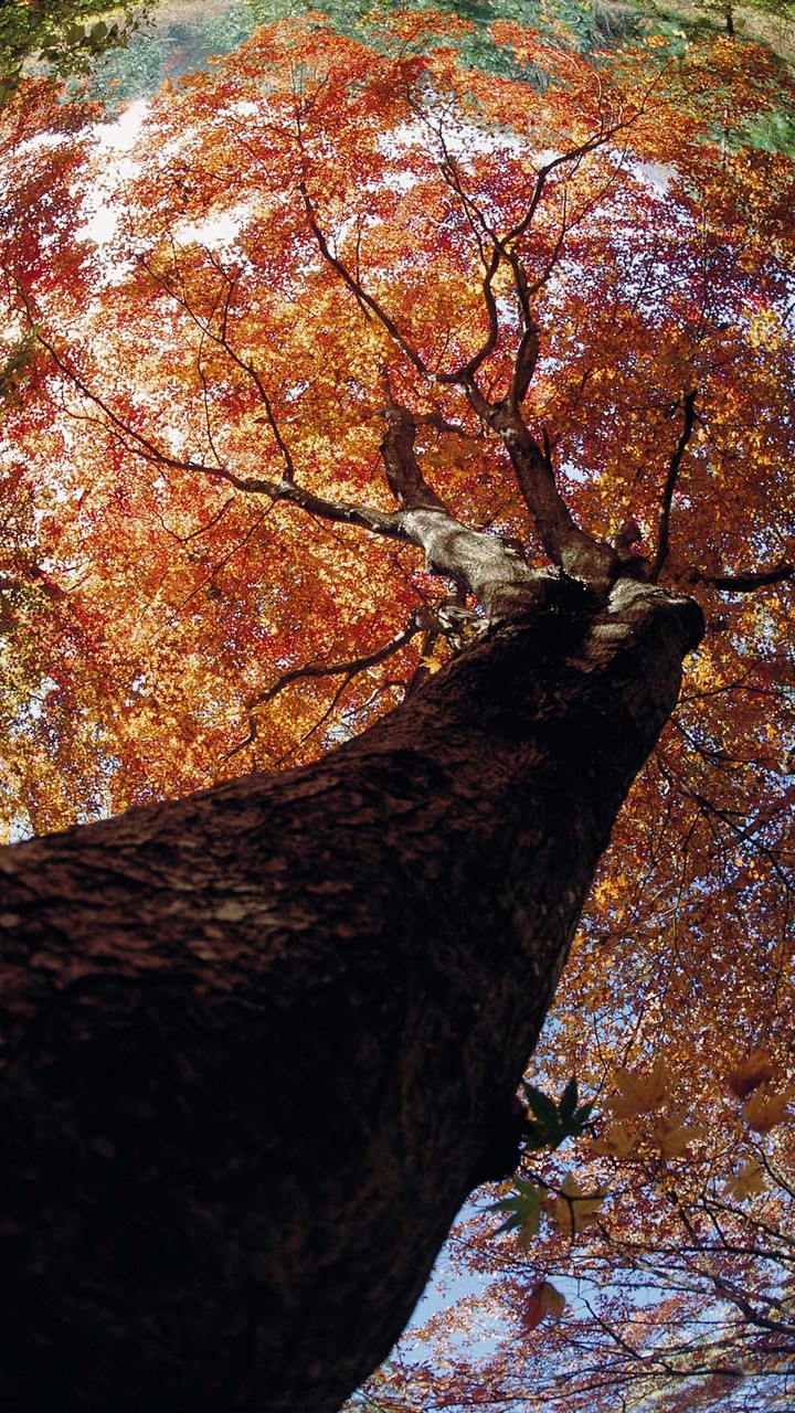 fall