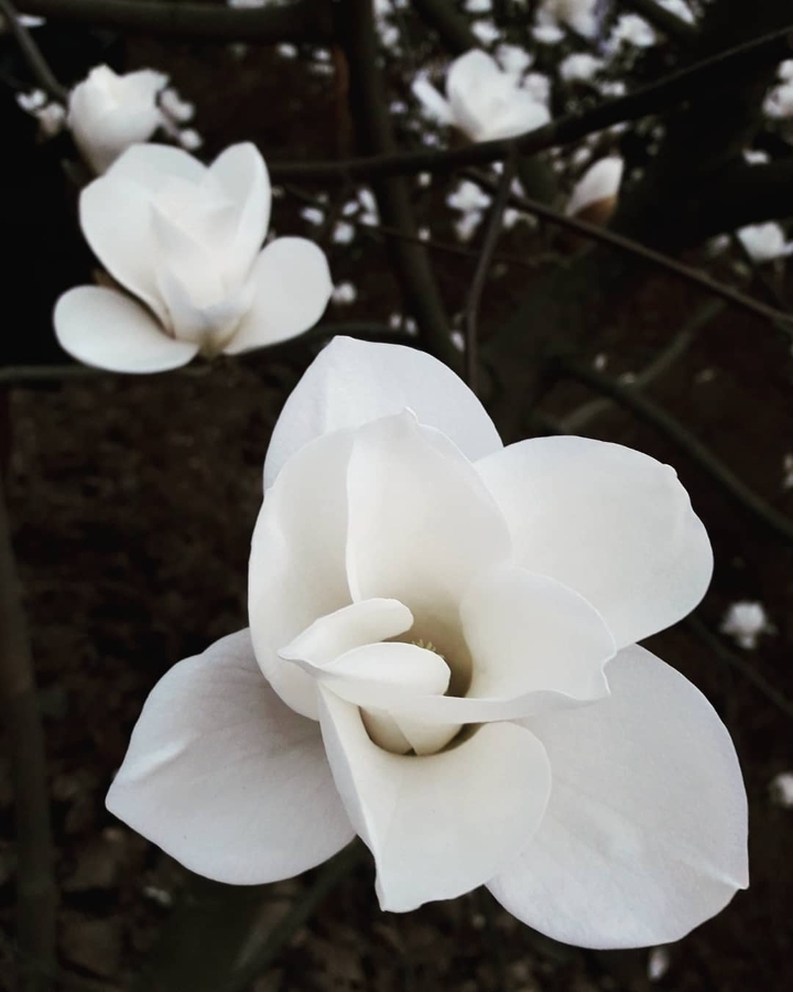 Magnolia