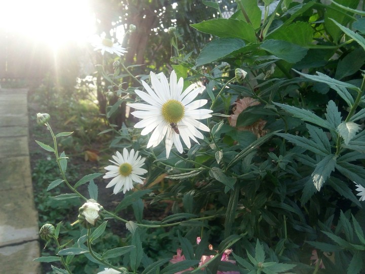 ромашки,пчёла