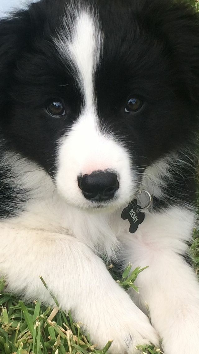 The Border Collie Because There Is No Better Dog
